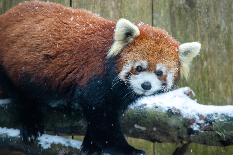 Red Panda, Animal at The Utica Zoo in Utica, NY